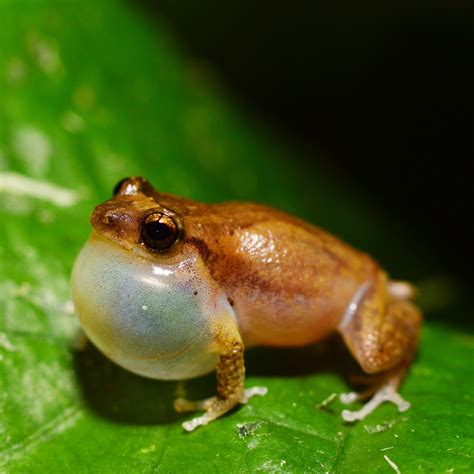 Coqui Frogs - Big Island Invasive Species Committee (BIISC)