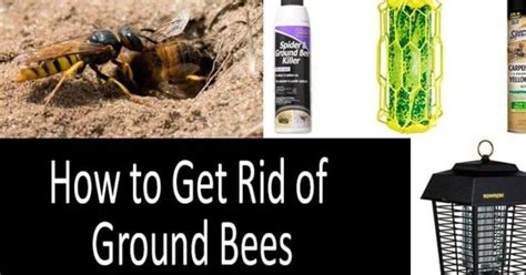 How to get rid of Ground bees without killing them? – Beesstyle