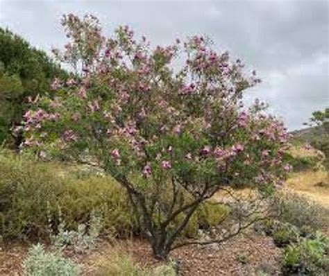 Desert Willow Tree Seeds 25 Seeds to Grow Beautiful | Etsy in 2021 | Desert willow tree, Desert ...