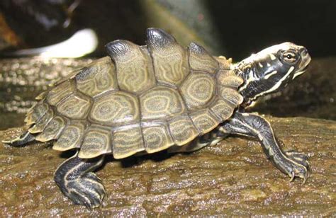 La tortuga china de tres crestas – Wikifaunia, tu enciclopedia de animales