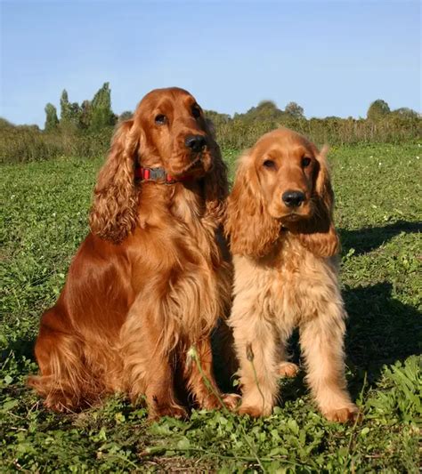 English Cocker Spaniel - English Cocker Spaniel - Dog Breeds