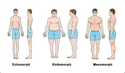 Sheldon's Constitutional Theory: Somatotyping | Criminology Wiki ...