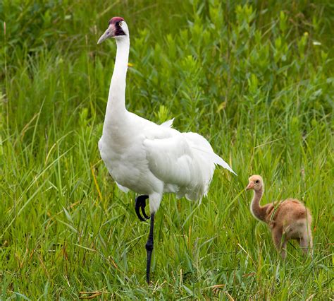 Whooping Crane - American Bird Conservancy