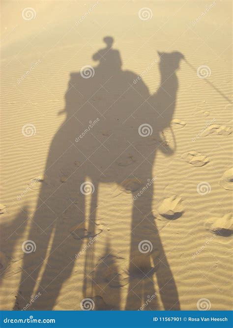 Shadow and camel stock image. Image of pristine, desert - 11567901