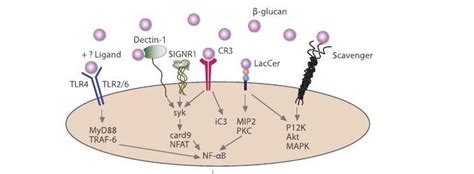 GystPH | Yeast Cell Wall