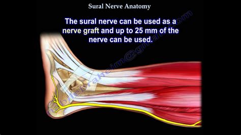 Sural Nerve Anatomy - Everything You Need To Know - Dr. Nabil Ebraheim ...