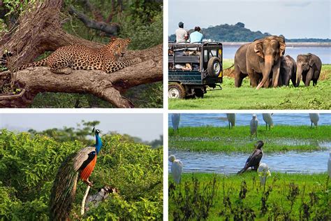 Yala National Park - A Wildlife Sanctuary of Sri Lanka