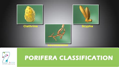 PORIFERA CLASSIFICATION - YouTube