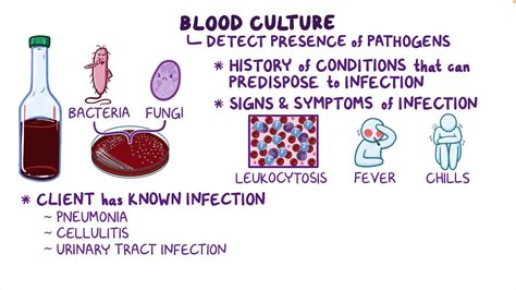 Blood cultures: Nursing - Osmosis Video Library