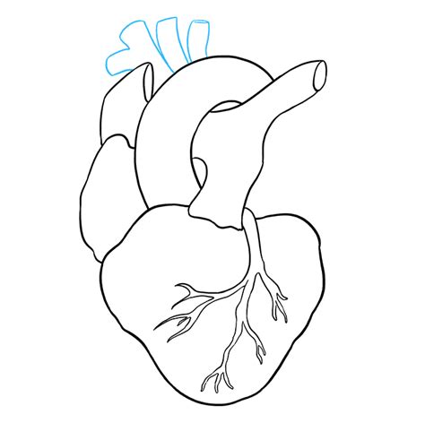 How to Draw a Human Heart - Really Easy Drawing Tutorial