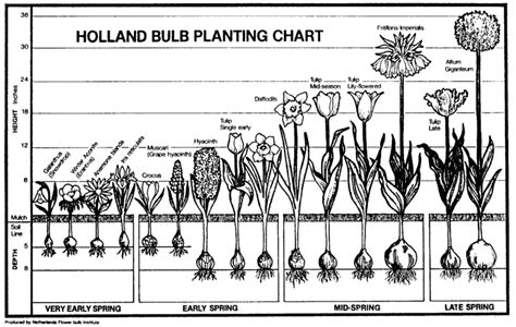 Plant Bulb Identification Chart | Bulb Planting Chart | Planting bulbs ...