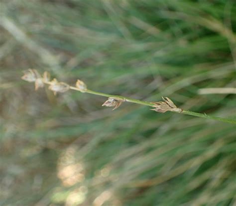 Carex tumulicola - Berkeley Sedge | PlantMaster