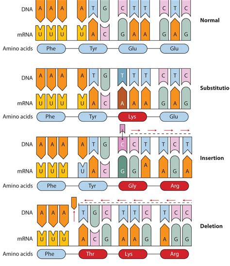 19.5: Mutations and Genetic Diseases - Chemistry LibreTexts