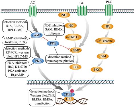 The cyclic AMP signaling pathway: Exploring targets for successful drug ...