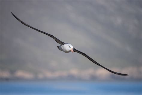 Flight of the Albatross | Sean Crane Photography