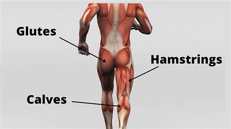 Ontdek alles over rugspier oefeningen met deze handige back muscle chart - Klik hier nu!