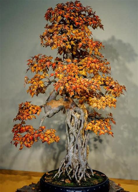 20 Brilliant Bonsai Trees You Have to See