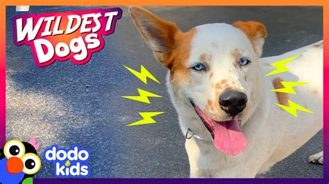 The Funniest, Wildest Dogs We Met This Year! | Animal Videos | Dodo Kids - Dog News Web