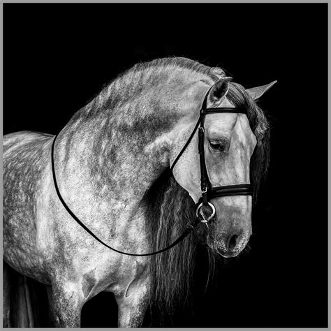 Andalusian Stallion Black White Photograph - Etsy