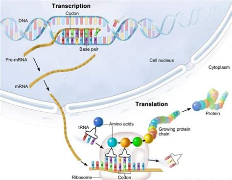 The processes of transcription and translation | Science Amino