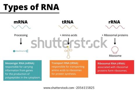 Types Rna Messenger Rna Mrna Transport Stock Vector (Royalty Free) 2056115825 | Shutterstock