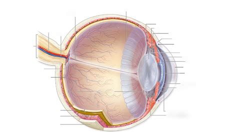 Special Senses: Sight Diagram | Quizlet