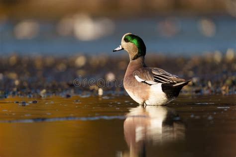 American Wigeon Feeding at Seaside Beach Stock Image - Image of family ...