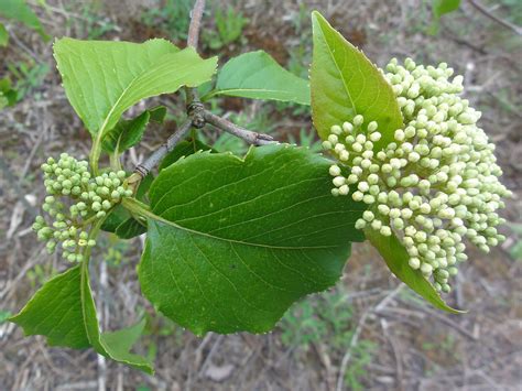 Nannyberry (Viburnum lentago) – Wisconsin Food Forests