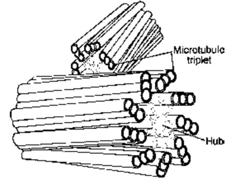 Centrioles Structure