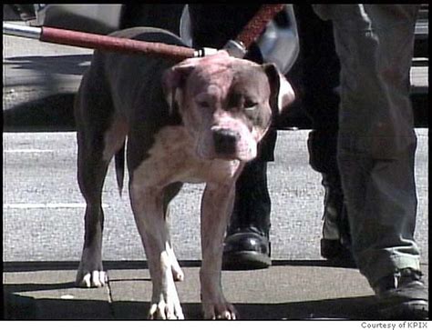 S.F. boy, 12, killed by his family's pit bulls / Shocked Inner Sunset neighbors call 911 after ...