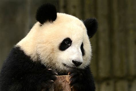 Sad Baby Panda Stock Photo - Download Image Now - iStock