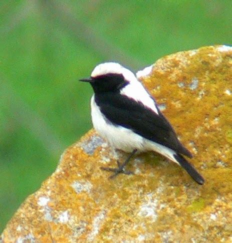 Bird Hybrids: Pied Wheatear x Black-eared Wheatear