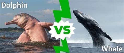 Dolphin vs Whale: What Are the Differences? - A-Z Animals