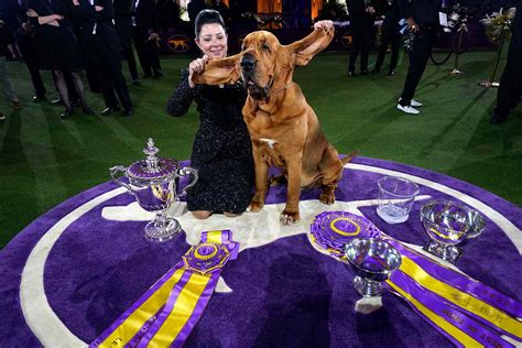 Westminster Dog Show Best in Show Winners for the Last 17 Years