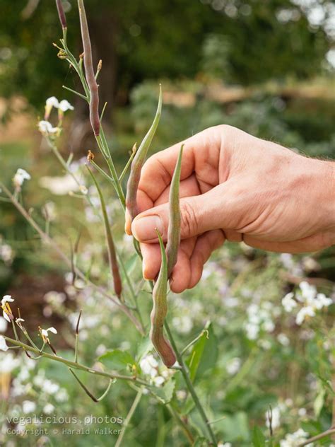 Harvesting rat-tail radish – vegalicious.photos