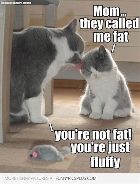 Fat Cat Meme - Funny Fat Cat Pictures with Quotes