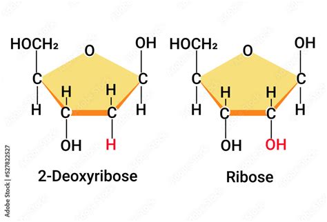 Ribose Structure Vs Deoxyribose