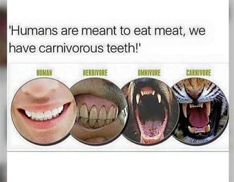 teeth comparison | Vegan, Vegan quotes, Vegan facts