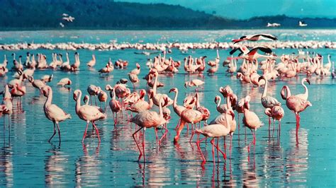 Lake Nakuru Entrance Fees for 2025 - 2026