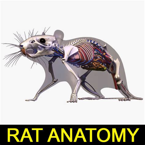 3ds max anatomy rat