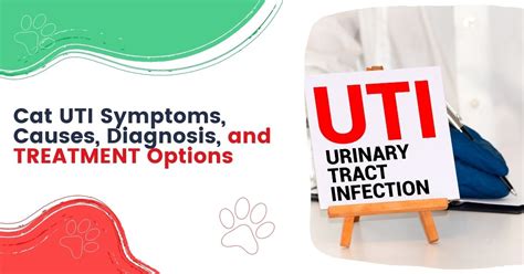 Cat UTI Symptoms, Causes, Diagnosis, And TREATMENT Options - I Love ...