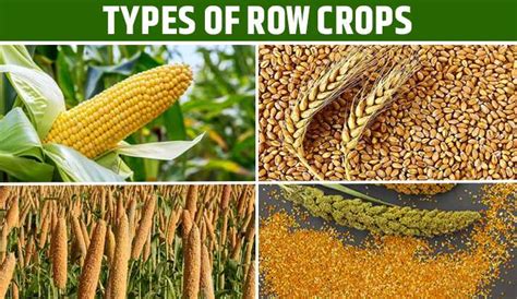 Row Crop Tractor Uses and Benefits in Indian Agriculture