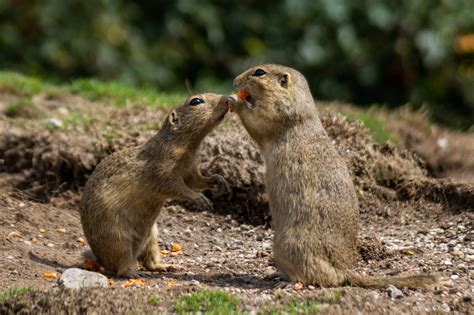 Gopher Control | Mole Removal Services Temecula Valley