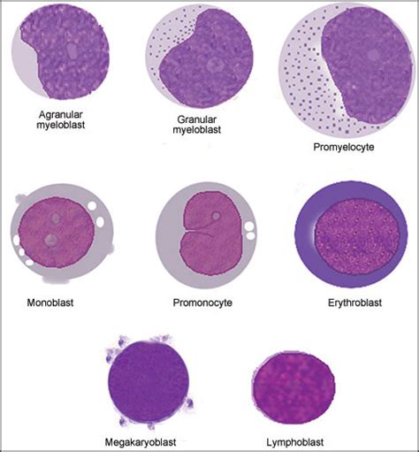 Promonocyte