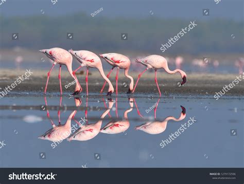 Little rann of kutch Images, Stock Photos & Vectors | Shutterstock