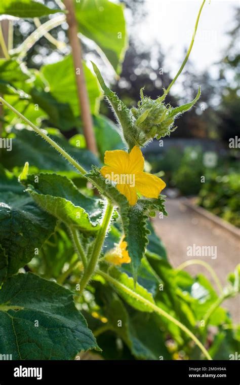 France, Essonne, Yerres, Propriete Caillebotte, vegetable garden ...