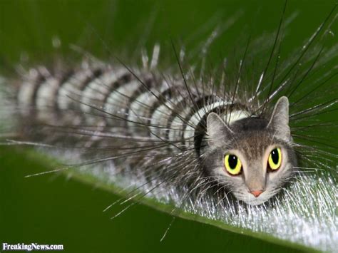 Video: Caterpillar That Looks Like a Cat - Ento Nation