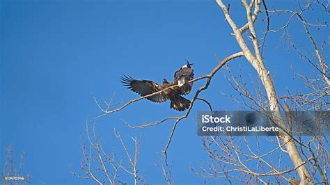 Young Bald Eagle Landing On A Branch Stock Photo - Download Image Now ...