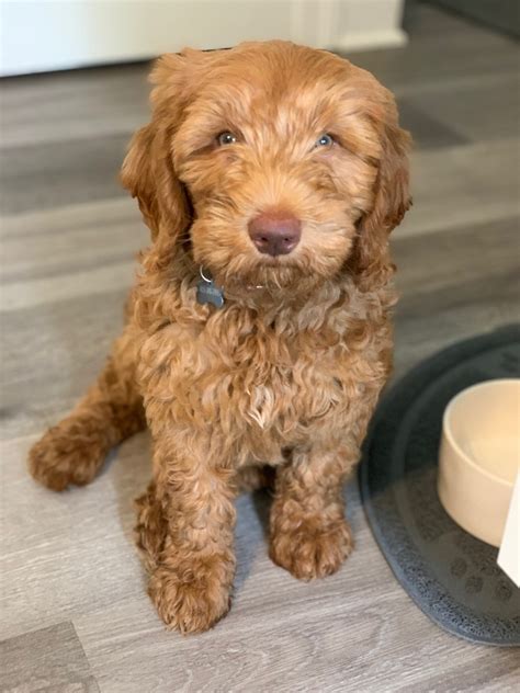 Aspen and Harrison- Miniature Australian Labradoodles born 12/5/2020 - Whitehouse Australian ...