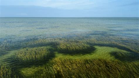 Conservation Efforts Boost Seagrass Meadows—and Their Value to Nature ...